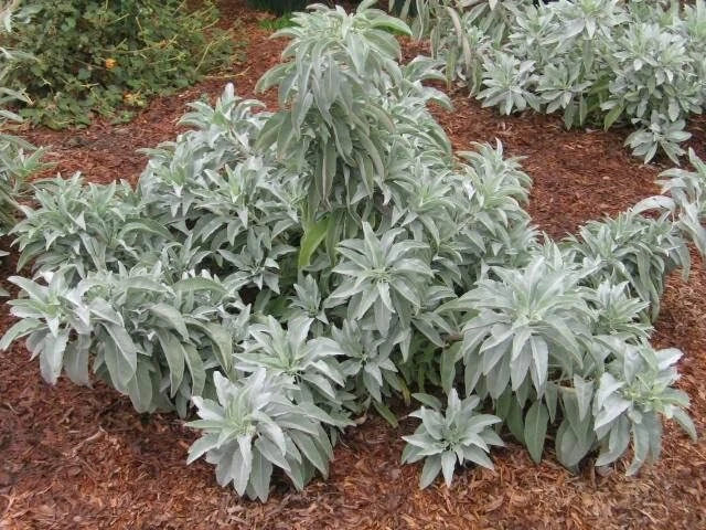 White Sage Seeds - 100 Pack - Indoor/Outdoor Herb - Salvia apiana - Aromatic, Drought-Tolerant, Culinary & Ceremonial