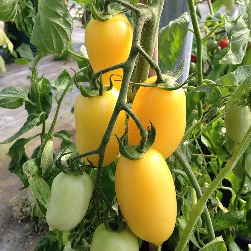 Cream Sausage Tomato Seeds - Organic Heirloom Non-GMO, Rare Variety, 120+ Seeds for Home Gardens, Solanum lycopersicum