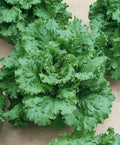 Arianna Loose Leaf Lettuce Seeds - Non-GMO Lactuca sativa for Home Garden, Salad Greens, Container Gardening