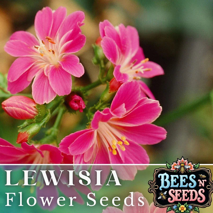 Lewisia Seeds - Magenta Flower, Non-GMO, Perennial Garden Plant, Lewisia cotyledon, Pack of 35 or 100 Seeds