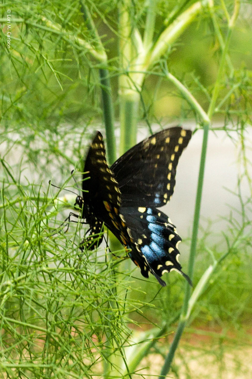 Fennel Seeds 200 Count Non-GMO Herb Foeniculum vulgare Perennial Butterfly Host Plant