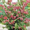 Pink Lemonade Blueberry Live Plant in 3-Inch Pot – Vaccinium ashei, Rabbiteye Variety for Edible Gardens & Containers