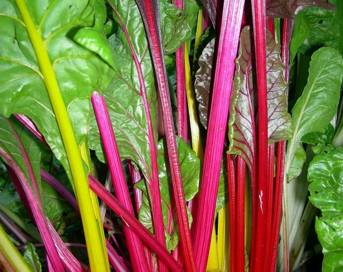 Rainbow Swiss Chard Seeds 100+ Heat Tolerant Vegetable Seeds Beta vulgaris var. cicla