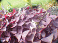 Butterfly Plant Roots - Hardy Purple Flowers & Leaves - 25 Perennial Asclepias tuberosa Rhizomes