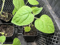 Golden Berry Live Plant - Physalis Peruviana Edible Fruit Plant in 4-Inch Pot for Garden & Indoor Growing