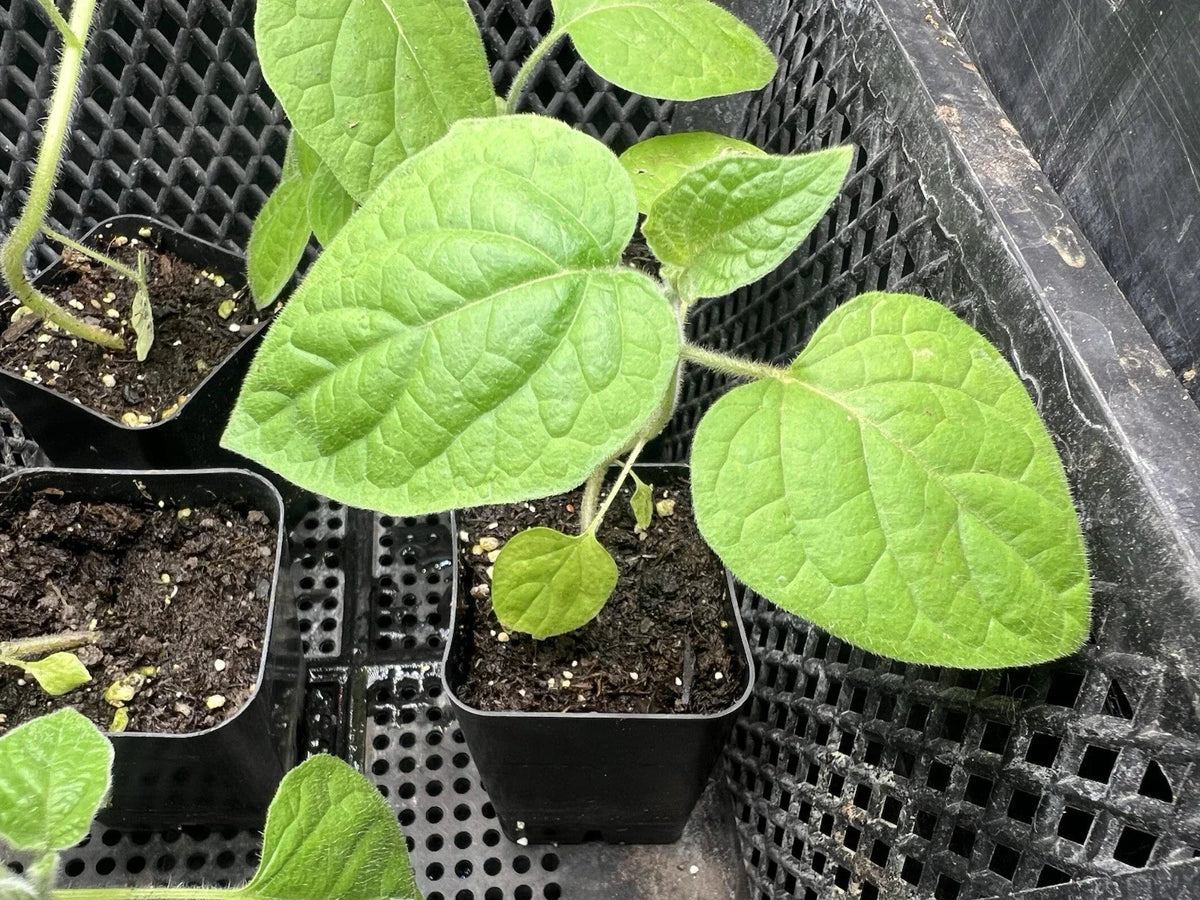 Golden Berry Live Plant - Physalis Peruviana Edible Fruit Plant in 4-Inch Pot for Garden & Indoor Growing