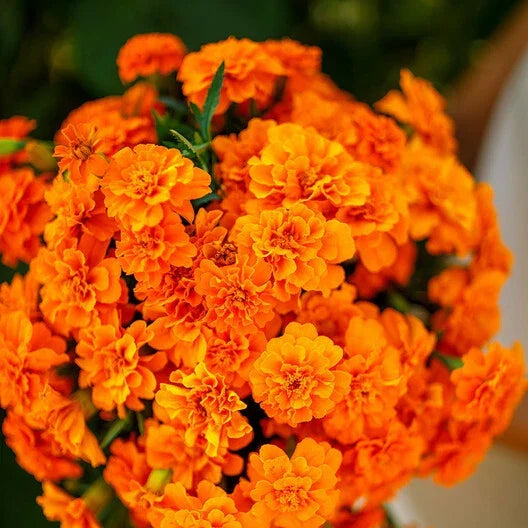 French Marigold Seeds - Tangerine Double Dwarf - Non-GMO Tagetes patula - 100 Seeds for Garden, Containers & Borders