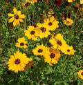 Golden Wave Tickseed Seeds 300+ | Coreopsis Basalis Annual Flower for Borders & Containers | USA