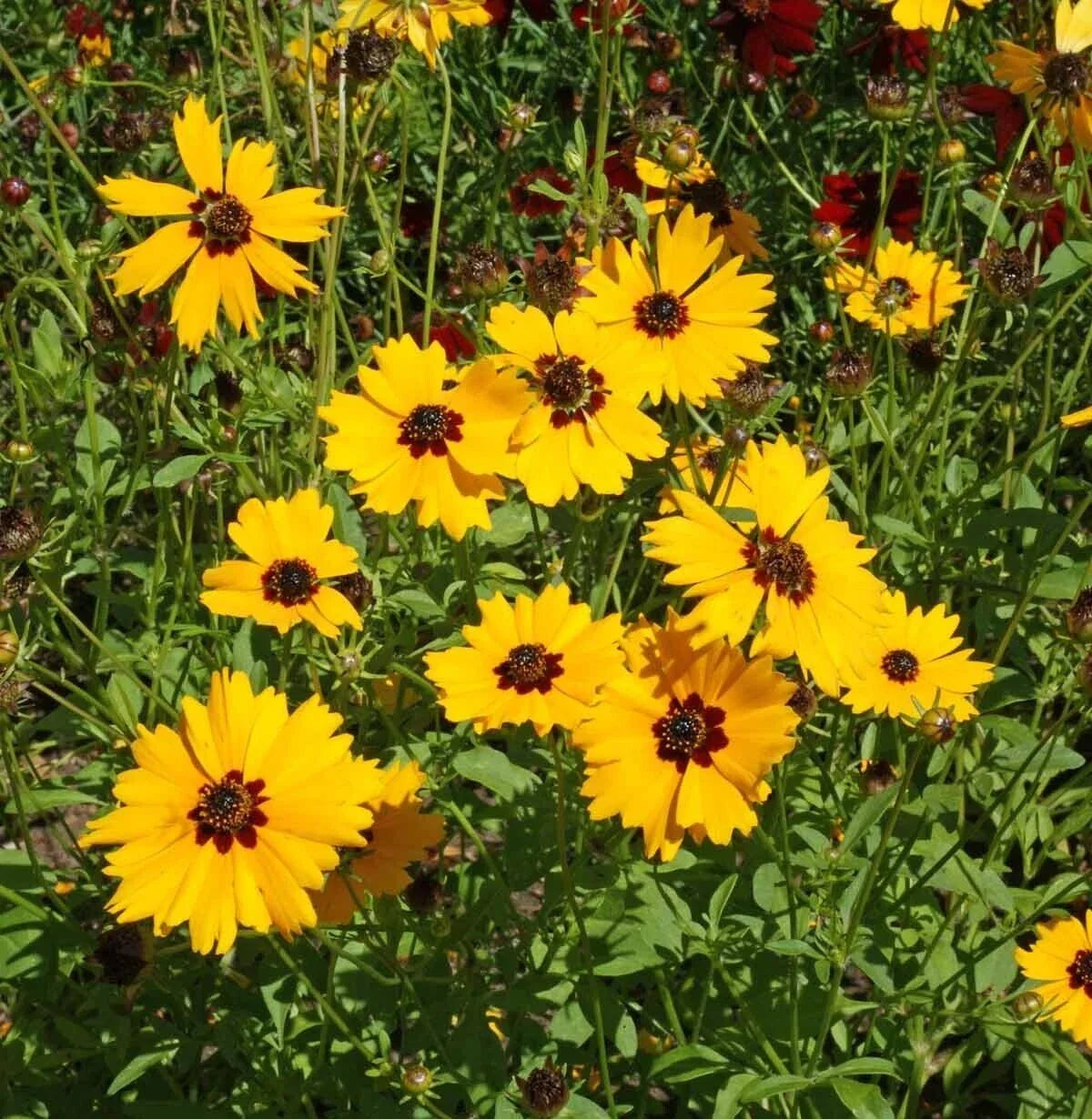 Golden Wave Tickseed Seeds 300+ | Coreopsis Basalis Annual Flower for Borders & Containers | USA