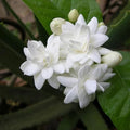 Fragrant Arabian Jasmine Live Plant 10" with Buds, Jasminum sambac, Indoor/Outdoor, Compact, White Flowers