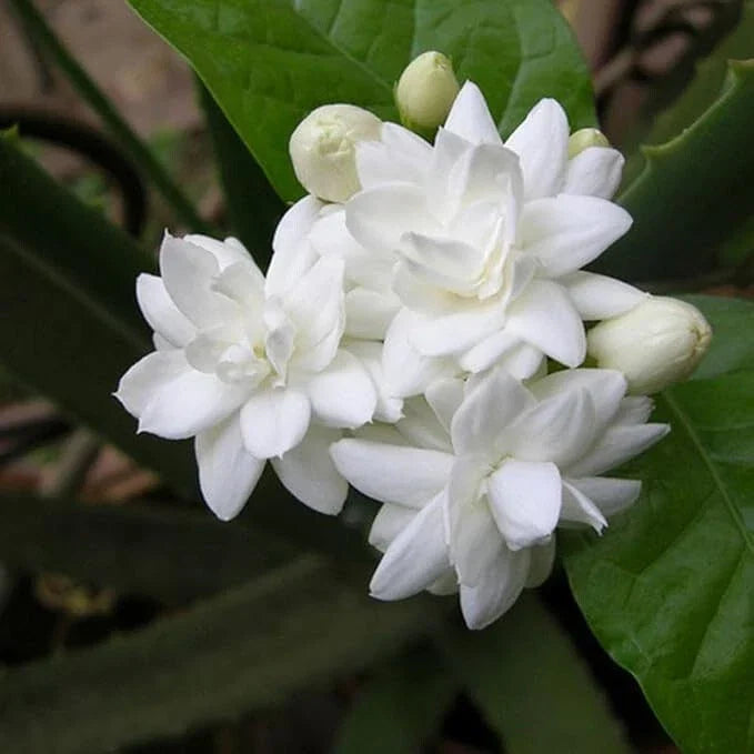 Fragrant Arabian Jasmine Live Plant 10" with Buds, Jasminum sambac, Indoor/Outdoor, Compact, White Flowers