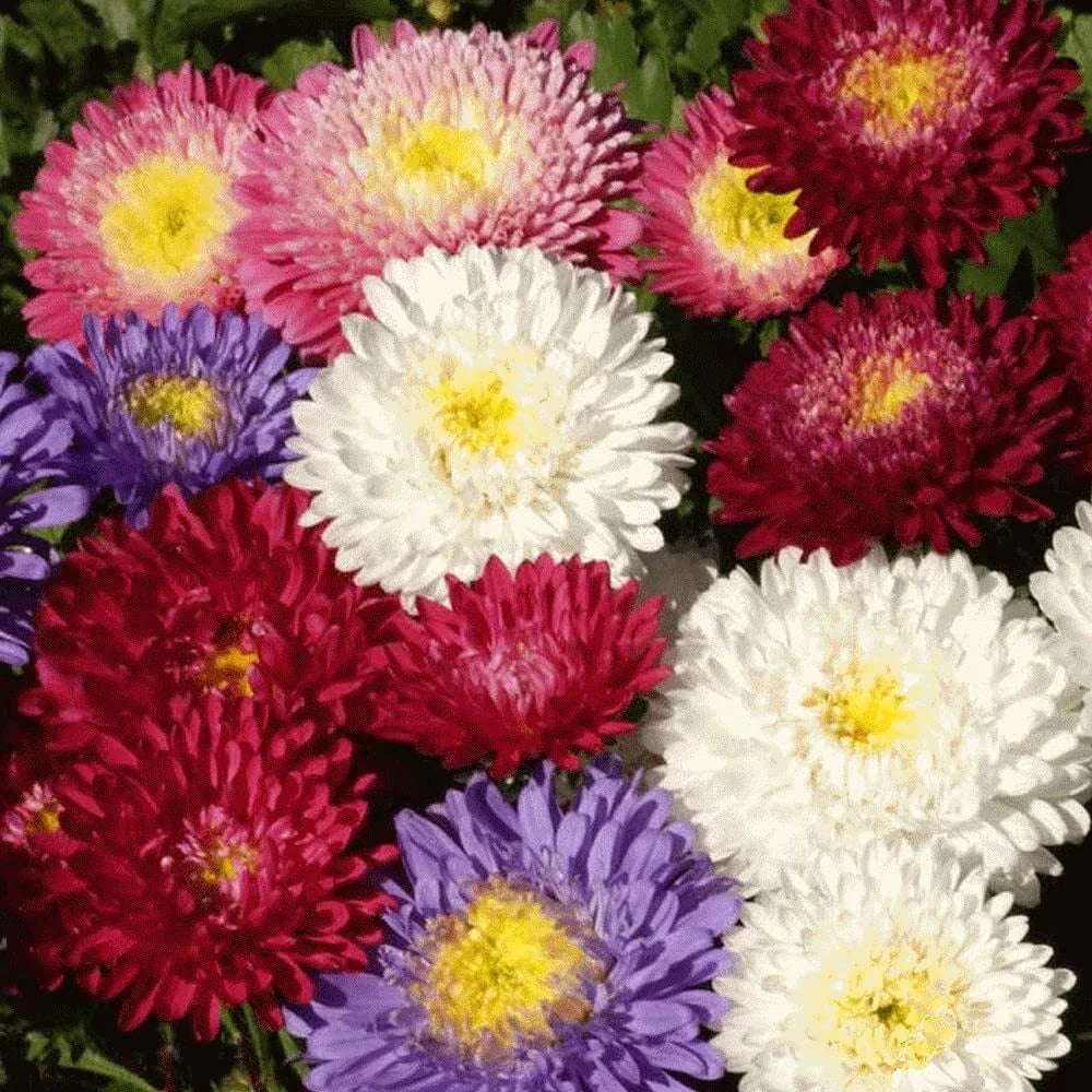 Aster Seeds - Powder Puff Mix, 100 Seeds, Vibrant Annual Cut Flowers, Aster spp.
