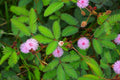 Mimosa Flower Seeds 20 Pack - Pollinator Friendly Albizia julibrissin - Made in USA