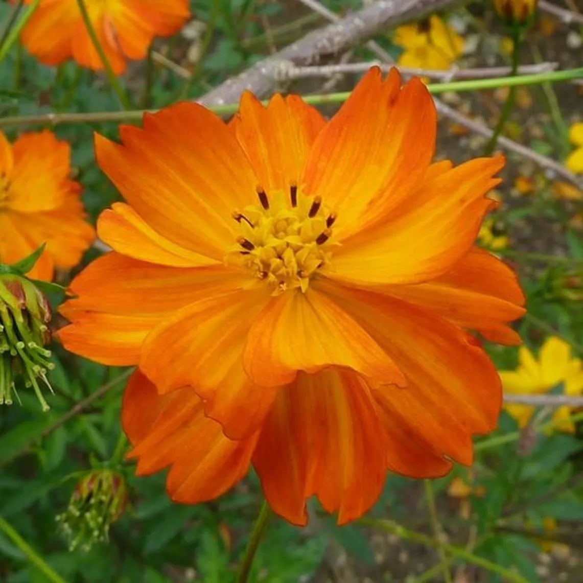 Cosmos Seeds 100 Pack Tall Orange Sulphur Annual Flower Garden - Cosmos sulphureus, Bright Orange Blooms