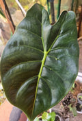 Alocasia Golden Bone Corms – Healthy, Ready to Grow, Easy to Root – Alocasia macrorrhiza Perennial Bulbs for Indoor & Outdoor Gardens