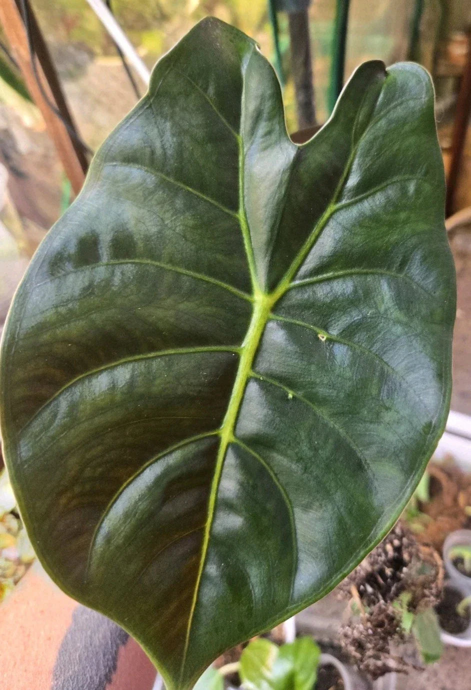 Alocasia Golden Bone Corms – Healthy, Ready to Grow, Easy to Root – Alocasia macrorrhiza Perennial Bulbs for Indoor & Outdoor Gardens