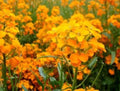Siberian Wallflower Seeds - 100 Fresh Erysimum cheiri Perennial Flower Seeds for Garden, Landscape, Pollinator Attractant