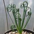 Live Succulent Plant - Albuca spiralis Frizzle Sizzle with Spiral Leaves - Indoor Garden Decor