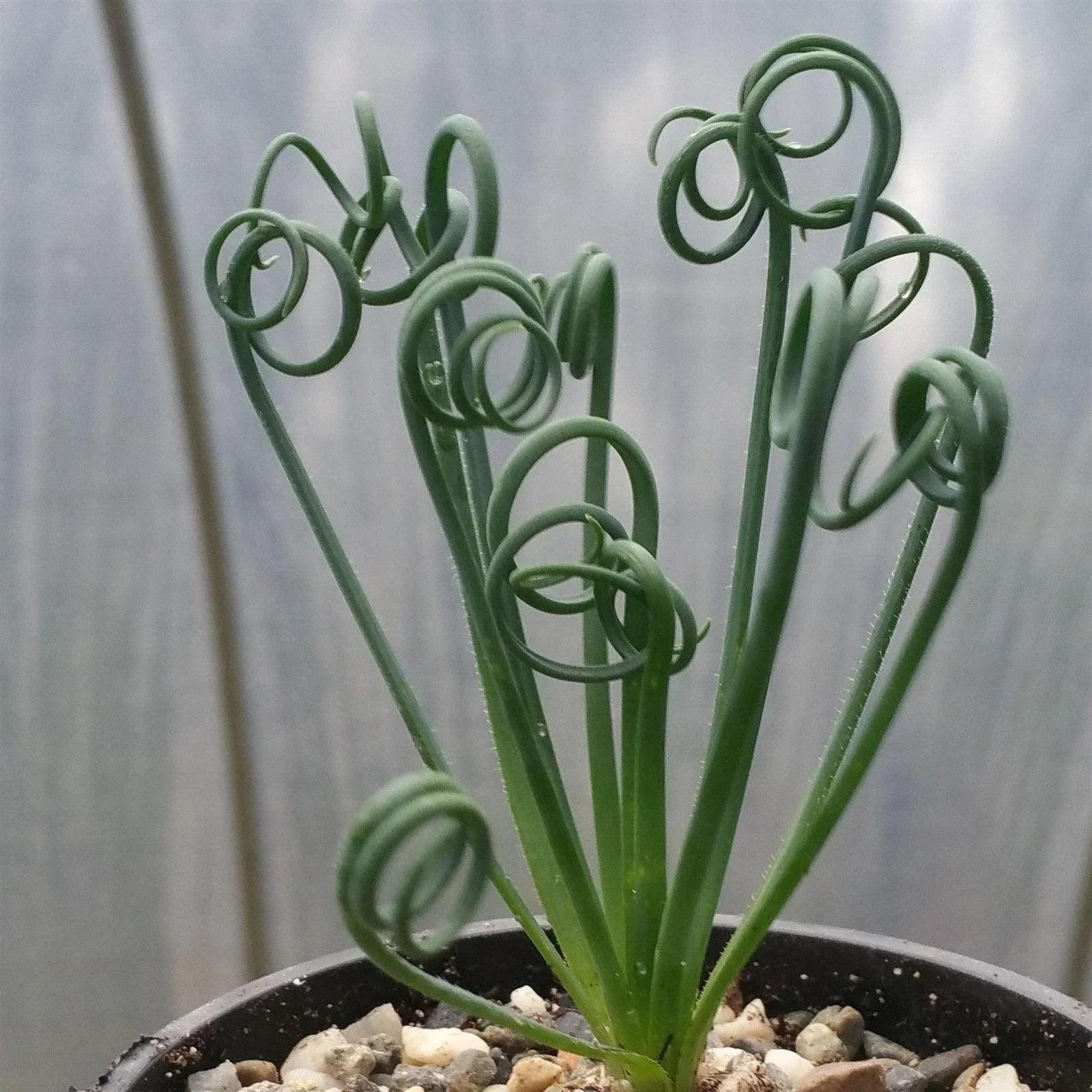 Live Succulent Plant - Albuca spiralis Frizzle Sizzle with Spiral Leaves - Indoor Garden Decor