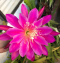 Epiphyllum Orchid Cactus Cutting 6-10" Magenta Blooms, Epiphyllum oxypetalum, Trailing Indoor Plant