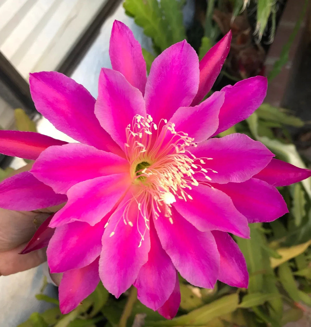 Epiphyllum Orchid Cactus Cutting 6-10" Magenta Blooms, Epiphyllum oxypetalum, Trailing Indoor Plant