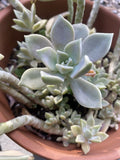 Graptopetalum paraguayense Ghost Plant Succulent Cuttings 2” Pot, Easy Care Indoor Plant, Unique Grey Color