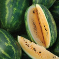 Tendersweet Orange Watermelon Seeds 20 Ct – Citrullus lanatus, Sweet, Juicy, Heavy Fruit 15-30 lbs, Non-GMO, Open-Pollinated, Full Sun