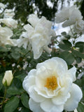 White Rose Cuttings 3 Stem Pack for Rooting Grafting Rosa alba Garden Plant Propagation