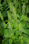 Non-GMO Chia Seeds Salvia hispanica - Bulk & Small Pack - Healthy Superfood for Smoothies & Baking