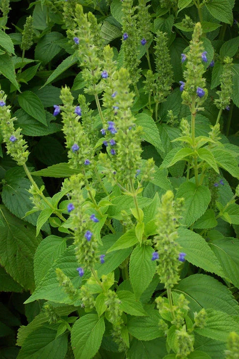 Non-GMO Chia Seeds Salvia hispanica - Bulk & Small Pack - Healthy Superfood for Smoothies & Baking