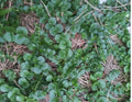 Creeping Jenny Groundcover Plants - 3 Starts - Dark Green Lysimachia nummularia 'Aurea' - Low Maintenance, Erosion Control