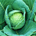All Seasons Cabbage Seeds 300+ Non-GMO Heirloom Brassica oleracea for Year-Round Gardening