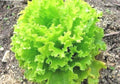 Organic Salad Bowl Lettuce Seeds – Loose Leaf Romaine, Non-GMO, 601+ Seeds for Container & Garden Gardening