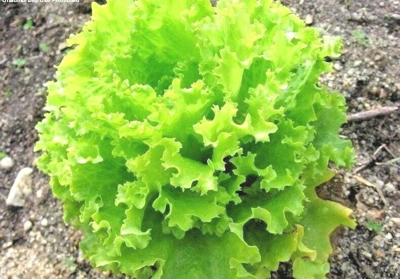 Organic Salad Bowl Lettuce Seeds – Loose Leaf Romaine, Non-GMO, 601+ Seeds for Container & Garden Gardening