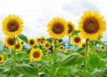 Giant Sunflower Seeds 1LB Heirloom Non-GMO Helianthus annuus for Tall, Vibrant Garden Display