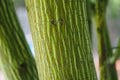 Snake Bark Maple Tree Seeds - Acer capillipes, 30 Seeds, Unique Striped Bark, Deciduous Tree for Garden and Landscape