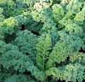 Kale Seeds - Dwarf Blue Curled Variety, Brassica oleracea, 500+ Vegetable Greens for Garden or Containers