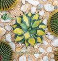 Agave Isthmensis Rum Runner Succulent Starter Pup - Indoor Drought-Resistant Cactus Plant