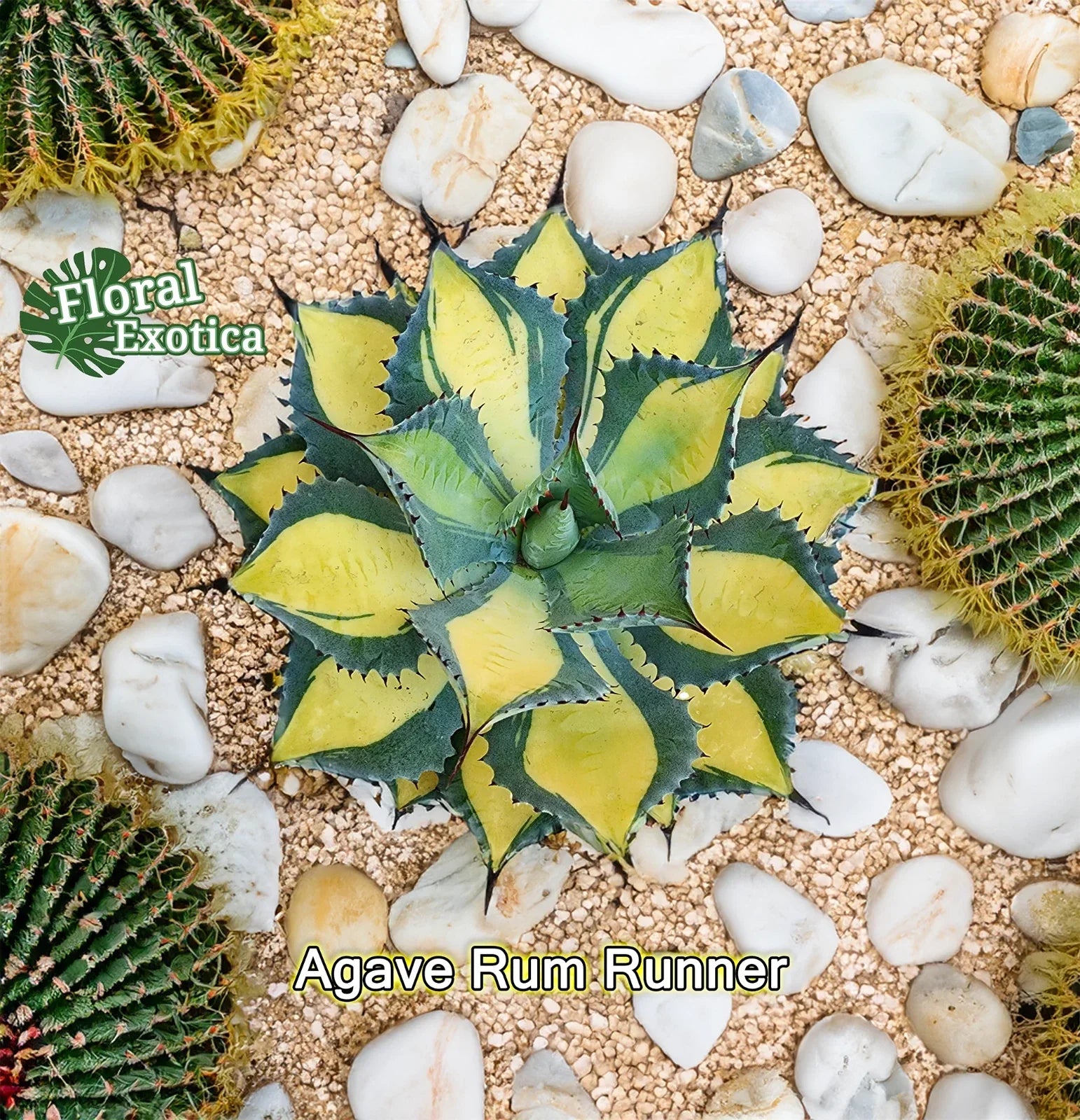 Agave Isthmensis Rum Runner Succulent Starter Pup - Indoor Drought-Resistant Cactus Plant