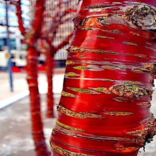 Tibetan Paper Birchbark Cherry Tree Seeds Prunus serrula - Hardy Ornamental Tree for Gardens & Landscaping