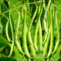 Masai French Filet Bean Seeds – Haricot Vert, Organic, High-Yielding, Bush Type, Phaseolus vulgaris, 2025 Planting