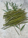 50 Hybrid Willow Tree Cuttings | Fast Growing Salix × matsudana | Garden Privacy Screens