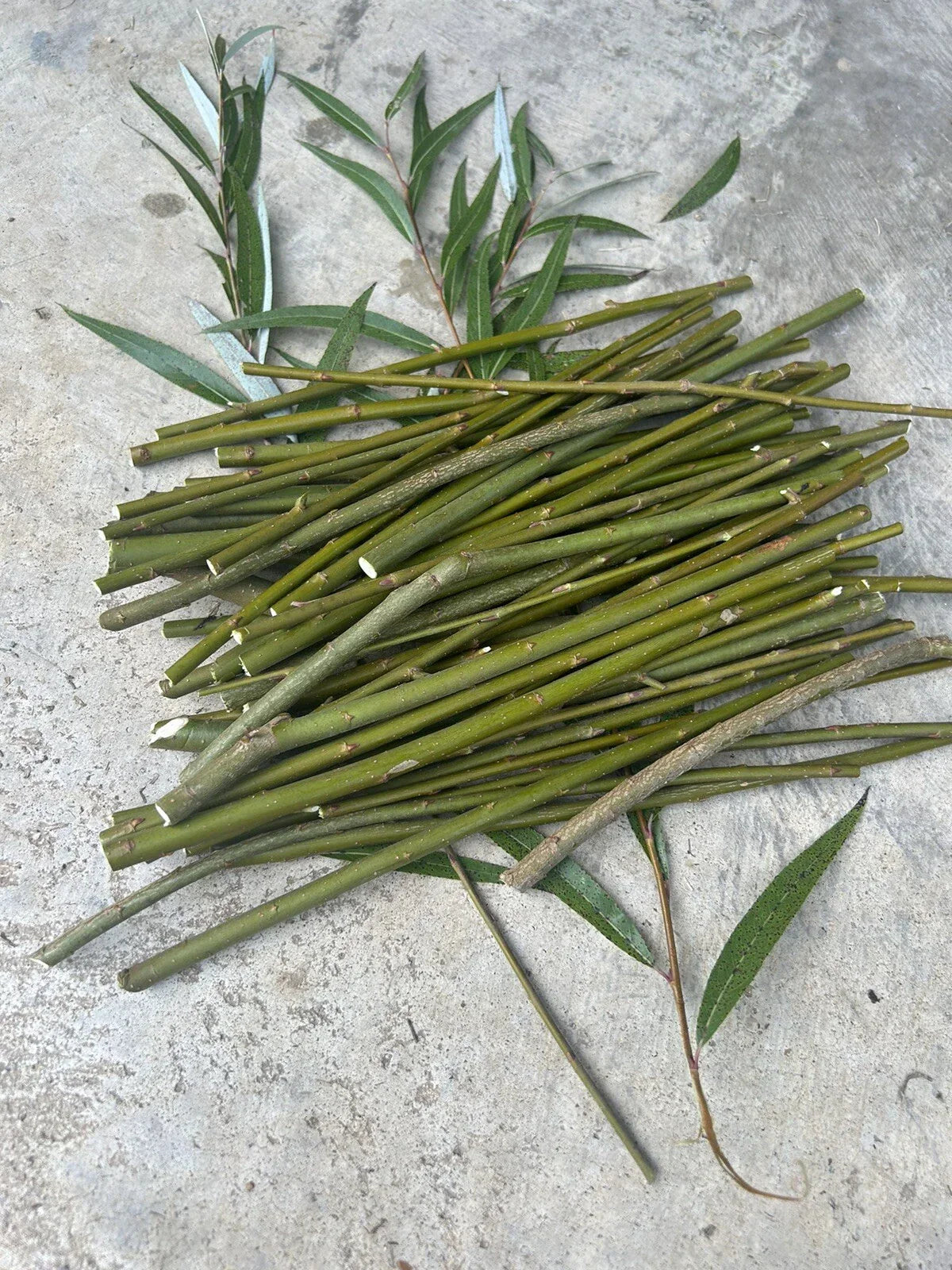 50 Hybrid Willow Tree Cuttings | Fast Growing Salix × matsudana | Garden Privacy Screens