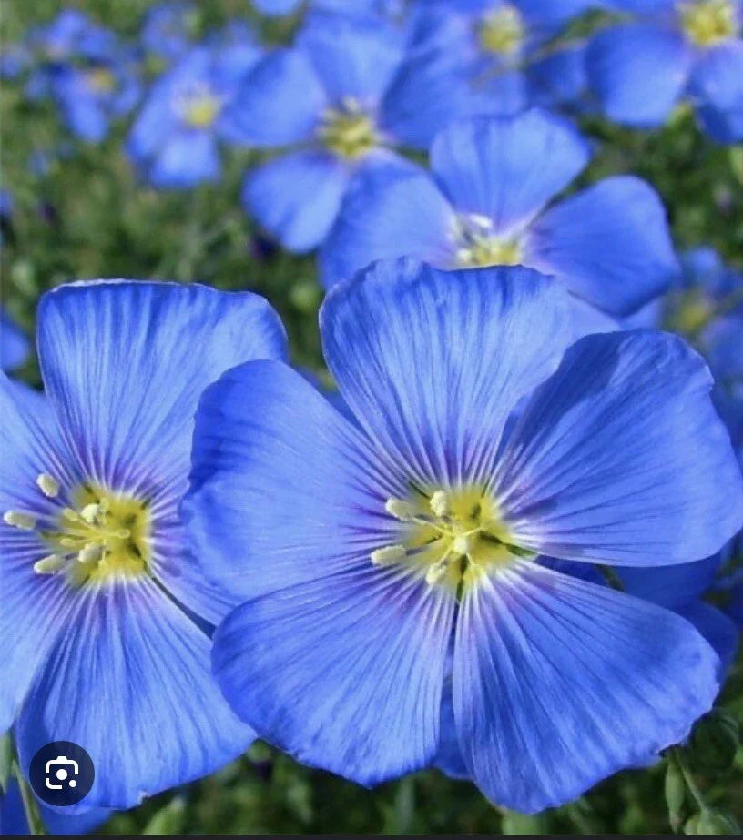 Blue Flax Seeds 100 Pack, Perennial Linum lewisii, Easy to Grow, Vibrant Blue Flowers, Pollinator Attracting Seeds