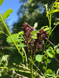 False Indigo Bush Seeds - 400+ Purple Amorpha fruticosa Perennial Shrub Seeds for Garden and Landscape