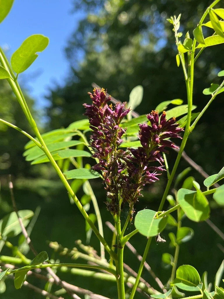 False Indigo Bush Seeds - 400+ Purple Amorpha fruticosa Perennial Shrub Seeds for Garden and Landscape