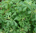 Fenugreek Seeds 100+ | Organic Trigonella foenum-graecum Herb Seeds for Culinary & Herb Garden