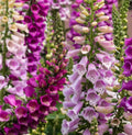 Foxglove Seed Mix | Perennial Digitalis Purpurea Seeds | Colorful Garden Flowers for Borders & Pollinator Attracting