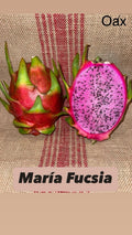 Dragon Fruit Cuttings - Maria Fucsia Variety - Hylocereus undatus - Tropical, Vibrant Pink Skin, Easy to Grow