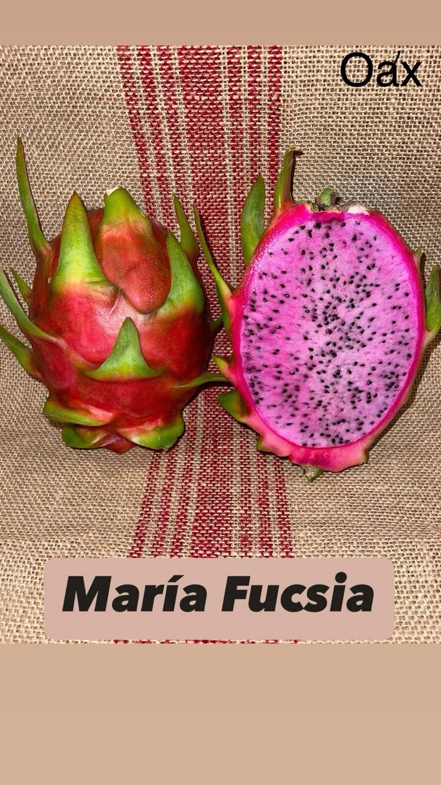 Dragon Fruit Cuttings - Maria Fucsia Variety - Hylocereus undatus - Tropical, Vibrant Pink Skin, Easy to Grow